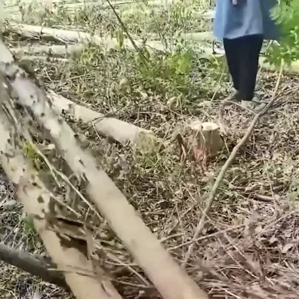 Erzsébet